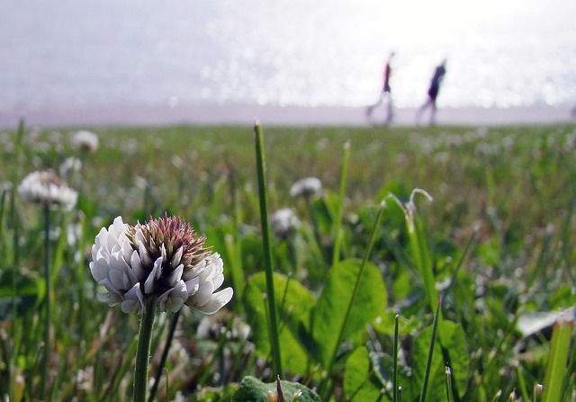 Is Terrain The Ultimate Answer When It Comes To Lyme Disease?