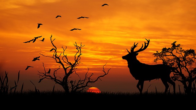 Lyme Disease And Your Body
